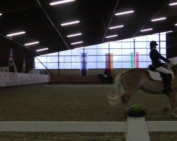 Reitturnier Hellefeld 2019