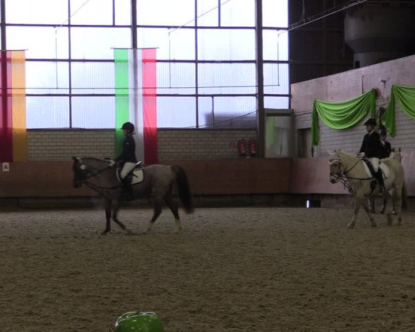 Reitturnier Hellefeld 2019