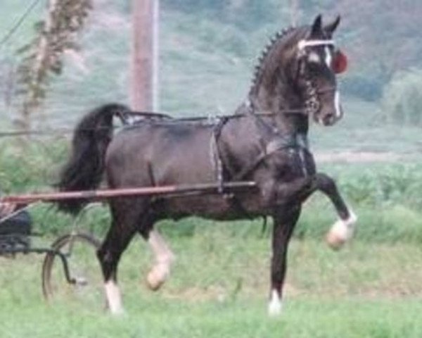 horse Moneymaker (KWPN (Royal Dutch Sporthorse), 1994, from Farao)
