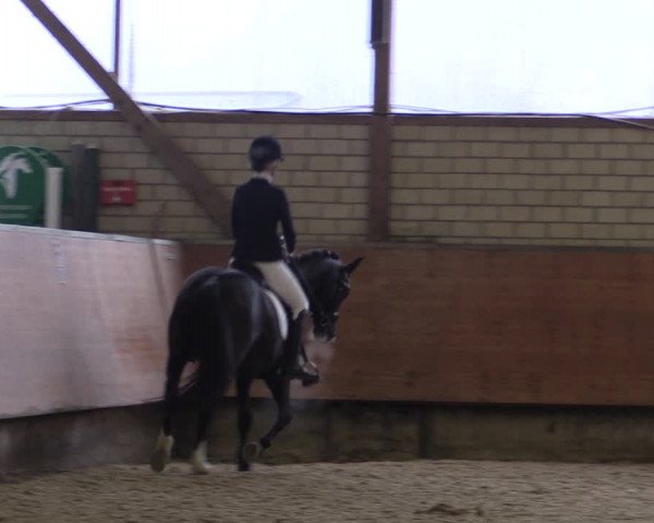 Reitturnier Hellefeld 2019