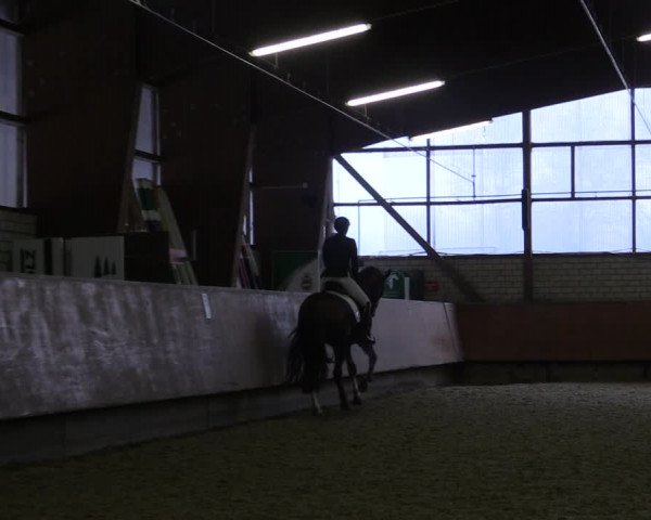 Reitturnier Hellefeld 2019