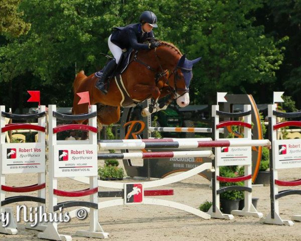 stallion Fibonacci (KWPN (Royal Dutch Sporthorse), 2010, from Carambole)