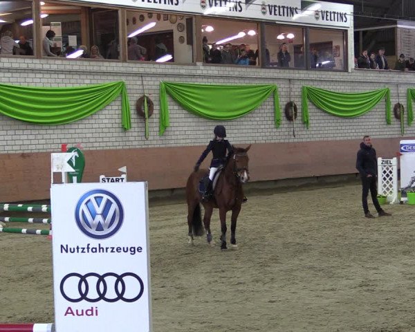 Reitturnier Hellefeld 2019