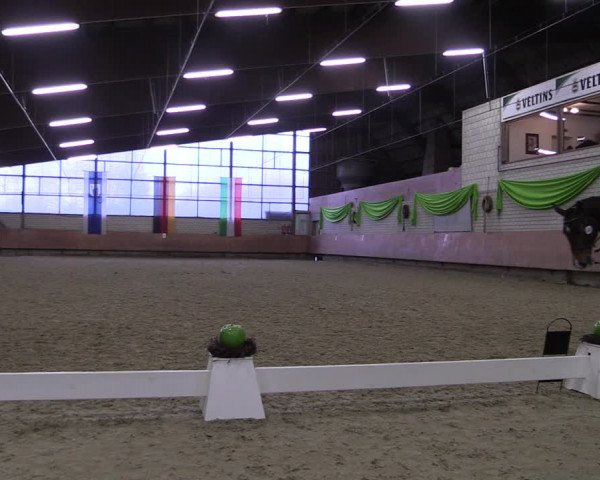 Reitturnier Hellefeld 2019