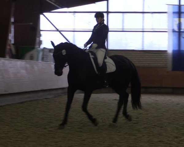 Reitturnier Hellefeld 2019