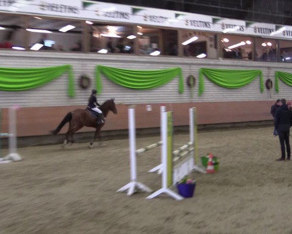 Reitturnier Hellefeld 2019