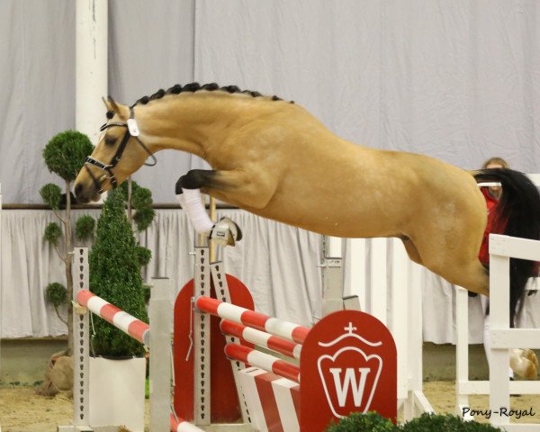 horse Classic Dream (Westphalian, 2013, from Classic Dancer I)
