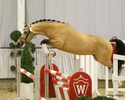 horse Classic Dream (Westphalian, 2013, from Classic Dancer I)