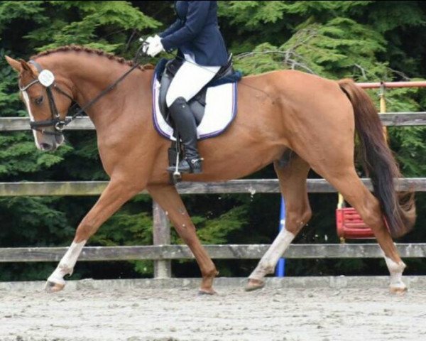 Pferd Racker S (Hannoveraner, 2012, von Van Schijndel's Rascin)