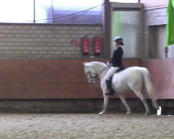 Reitturnier Hellefeld 2019