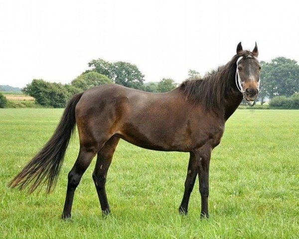Zuchtstute Gina (Deutsches Reitpony, 1992, von Apslau xx)