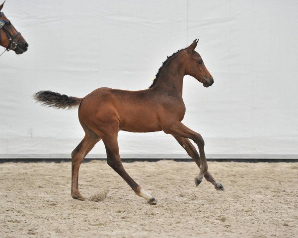 Pferd Crownphire (Zangersheide Reitpferd, 2017, von Crown Z)