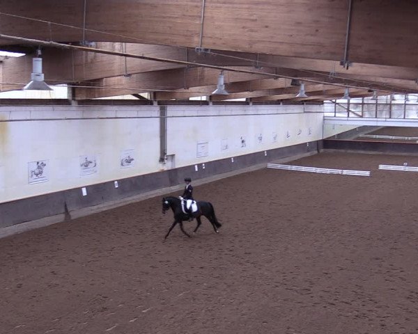 Reitturnier Dallgow 2019