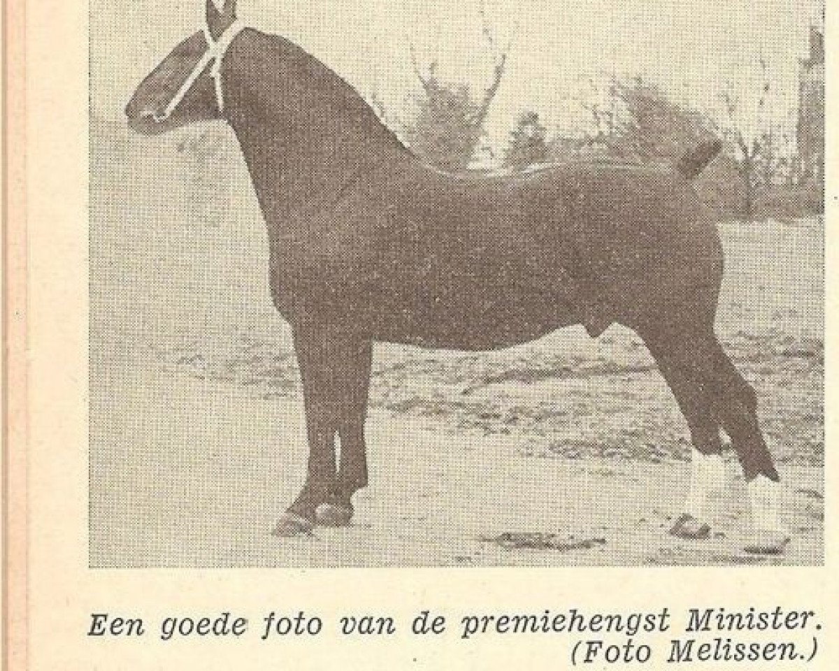 Deckhengst Minister (KWPN (Niederländisches Warmblut), 1946, von Marnix)