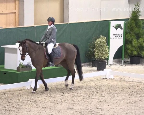 Reitturnier Dielsdorf, Horsepark 2019
