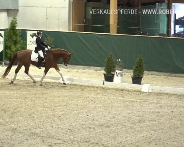 Reitturnier Dielsdorf, Horsepark 2019