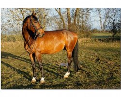 dressage horse Cnocce (KWPN (Royal Dutch Sporthorse), 2007, from No Limit)
