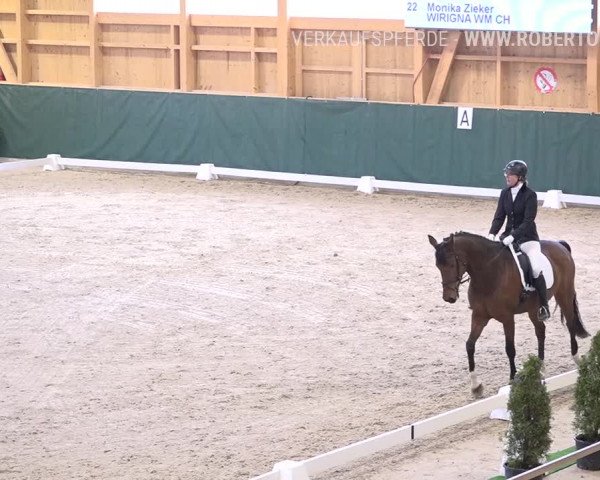 Reitturnier Dielsdorf, Horsepark 2019