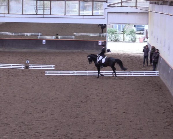 Reitturnier Dallgow 2019