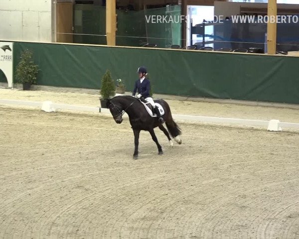 Reitturnier Dielsdorf, Horsepark 2019