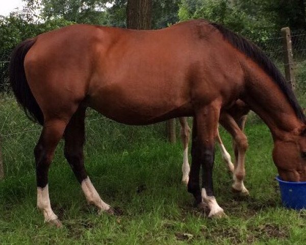 broodmare Jealinda M (Belgian Warmblood, 2009, from Vinesse)