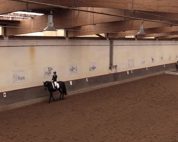 Reitturnier Dallgow 2019