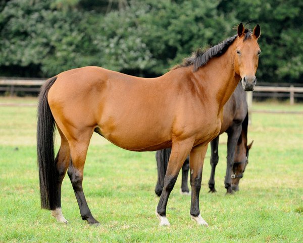 broodmare Zarranda (Oldenburg, 1994, from Landadel)