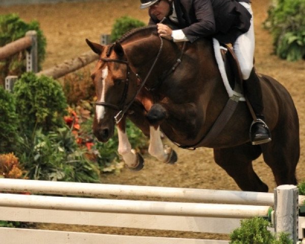 horse Calaganne Z (Zangersheide riding horse, 2005, from Chellano Z)