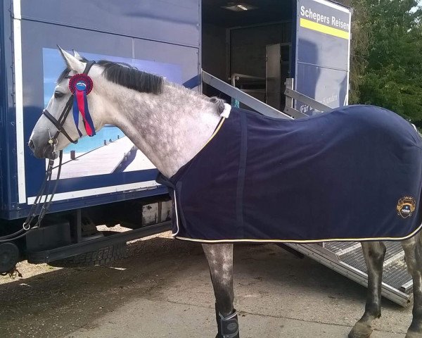 jumper Calaganne II Z (Zangersheide riding horse, 2006, from Chellano Z)