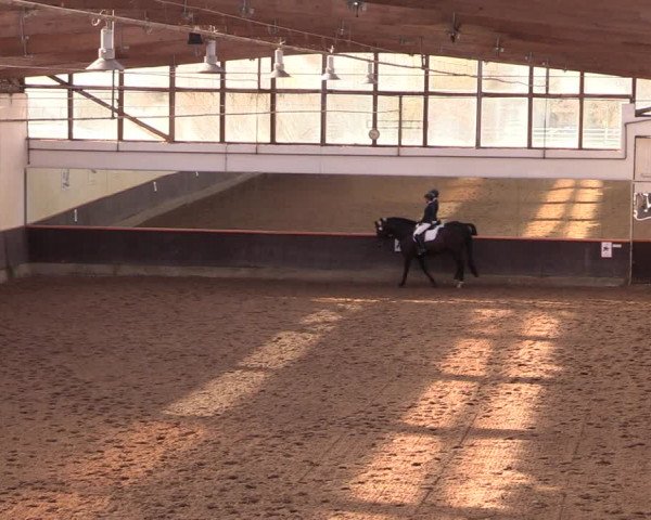 Reitturnier Dallgow 2019