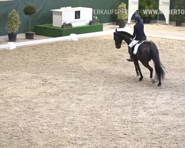 Reitturnier Dielsdorf, Horsepark 2019