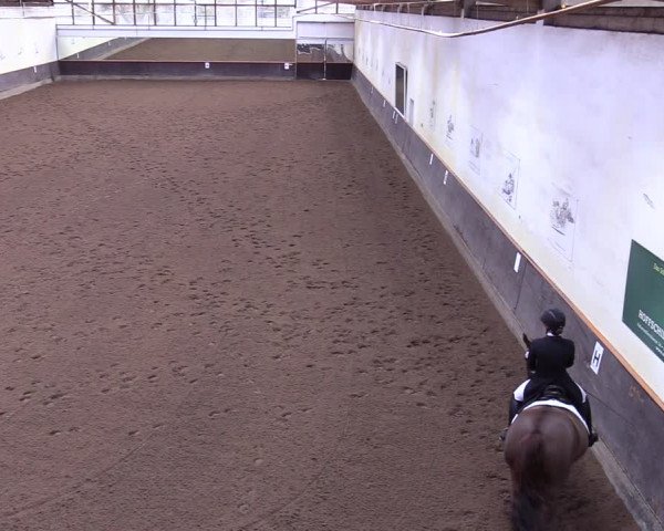 Reitturnier Dallgow 2019