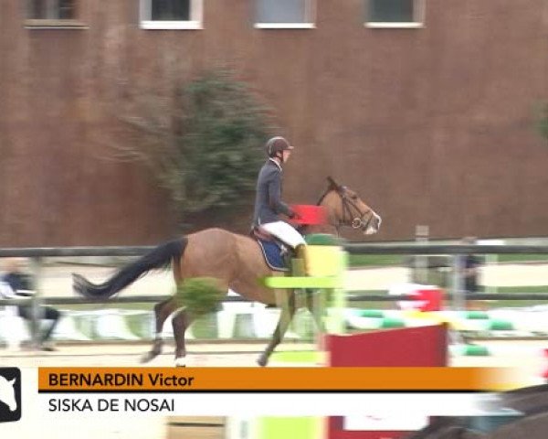 jumper Siska de Nosai (Selle Français, 2006, from Kara du Halage)