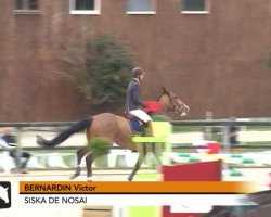 jumper Siska de Nosai (Selle Français, 2006, from Kara du Halage)