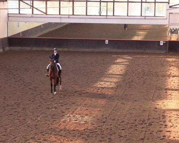Reitturnier Dallgow 2019