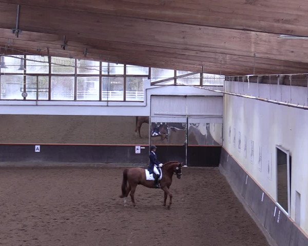 Reitturnier Dallgow 2019