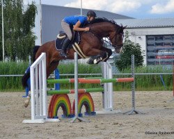 jumper Don Argentinus Fb (Oldenburg show jumper, 2012, from Diamond Hit)