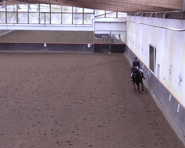 Reitturnier Dallgow 2019