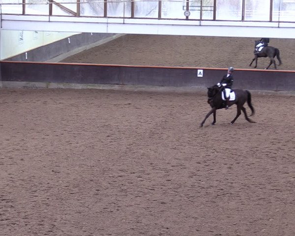 Reitturnier Dallgow 2019