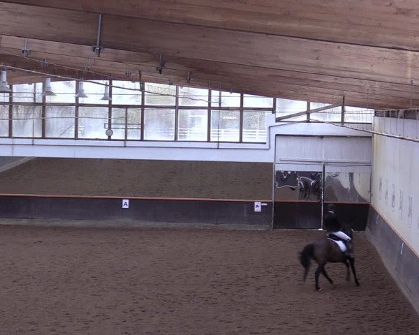 Reitturnier Dallgow 2019