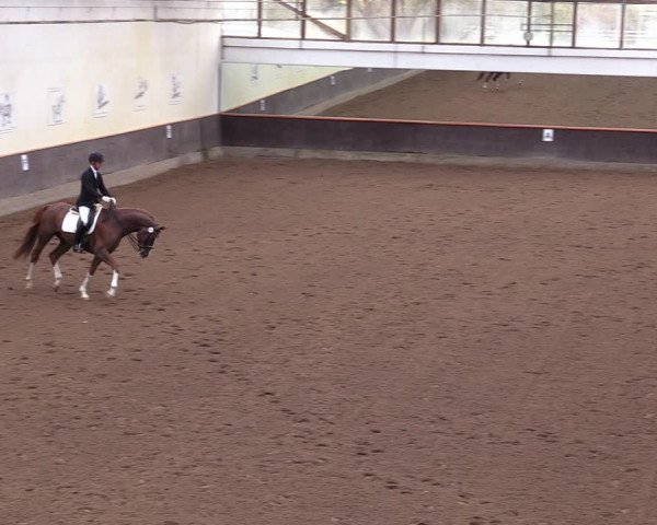Reitturnier Dallgow 2019