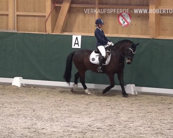 Reitturnier Dielsdorf, Horsepark 2019