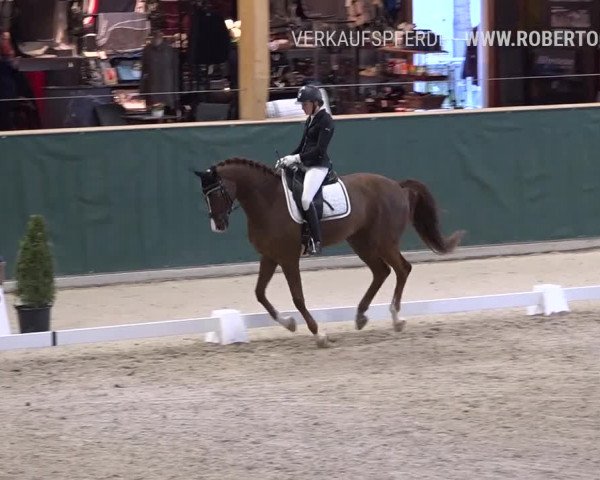 Reitturnier Dielsdorf, Horsepark 2019