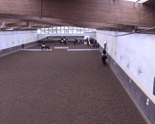 Reitturnier Dallgow 2019