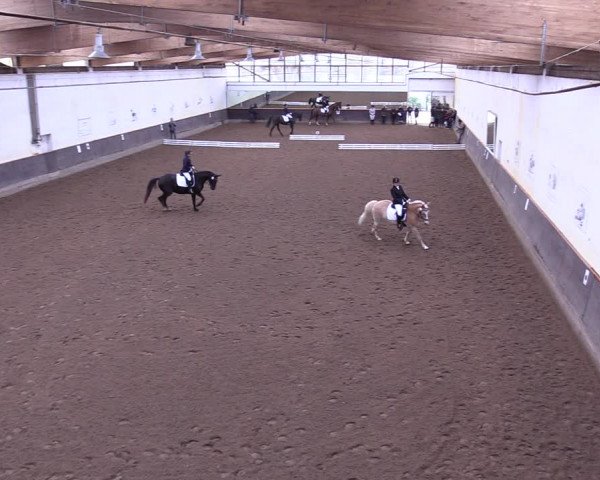 Reitturnier Dallgow 2019