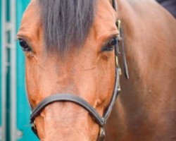 broodmare Cavalla (KWPN (Royal Dutch Sporthorse), 2007, from Calvaro Z)