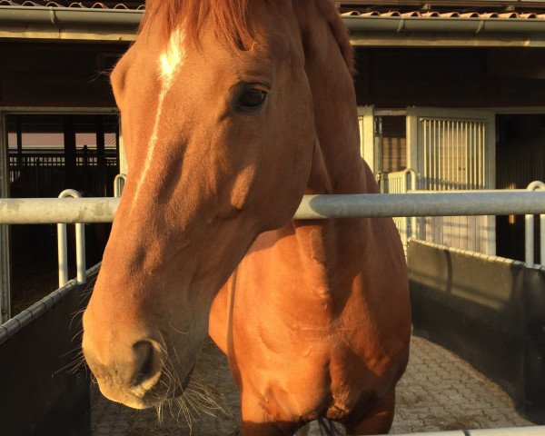 dressage horse Lorenzo 317 (Westphalian, 2005, from Laudabilis)