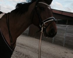 dressage horse Carino 622 (Westphalian, 2011, from Caretino)