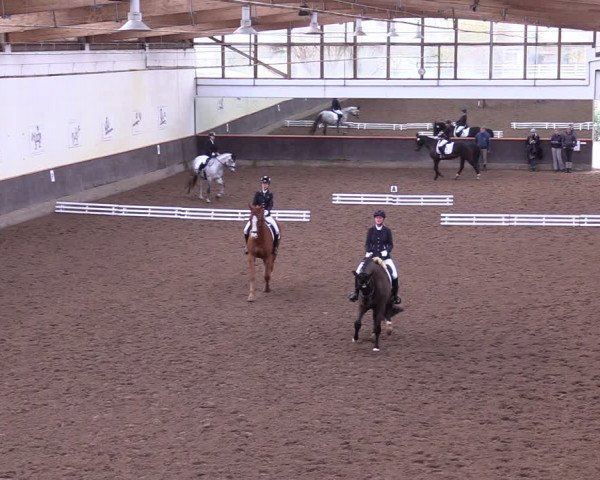 Reitturnier Dallgow 2019
