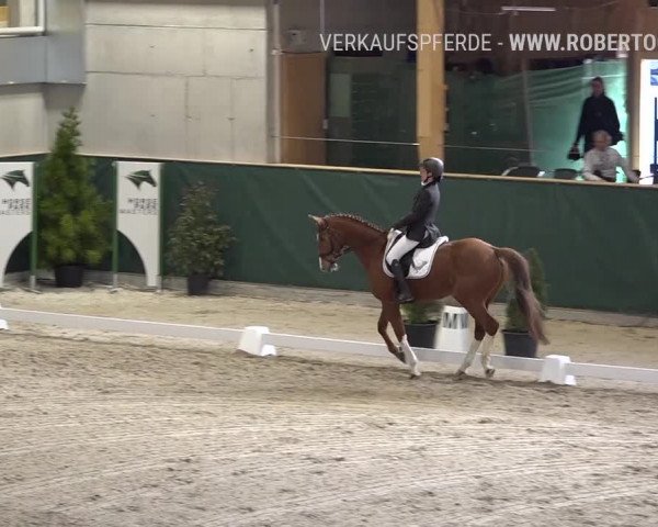 Reitturnier Dielsdorf, Horsepark 2019